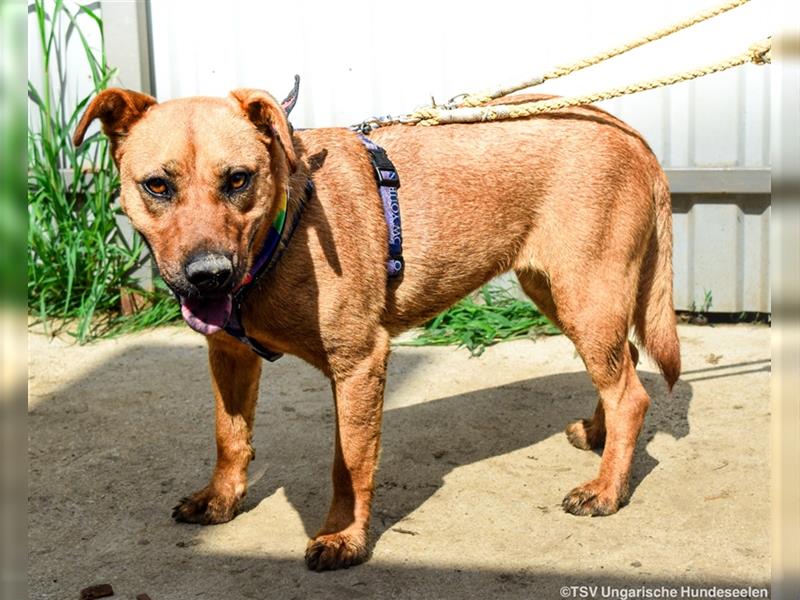 Remény - Shar Pei Mischlingsliebhaber aufgepasst!