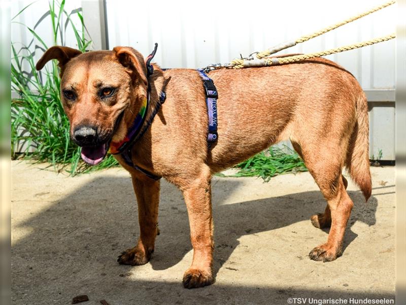 Remény - Shar Pei Mischlingsliebhaber aufgepasst!