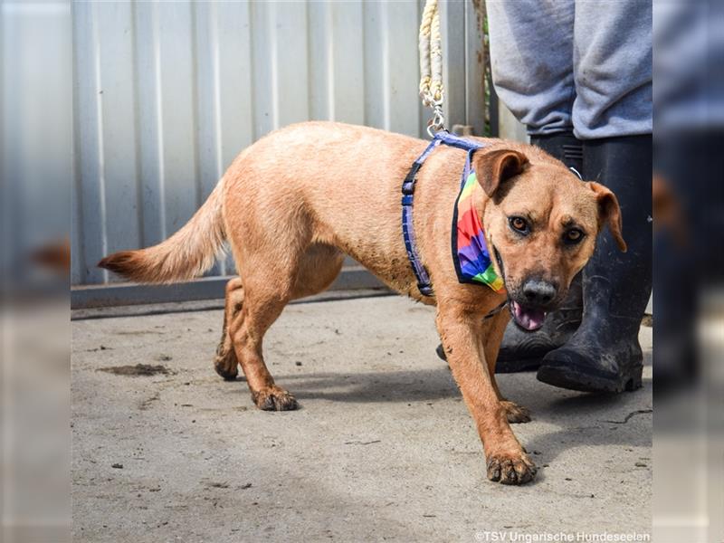 Remény - Shar Pei Mischlingsliebhaber aufgepasst!