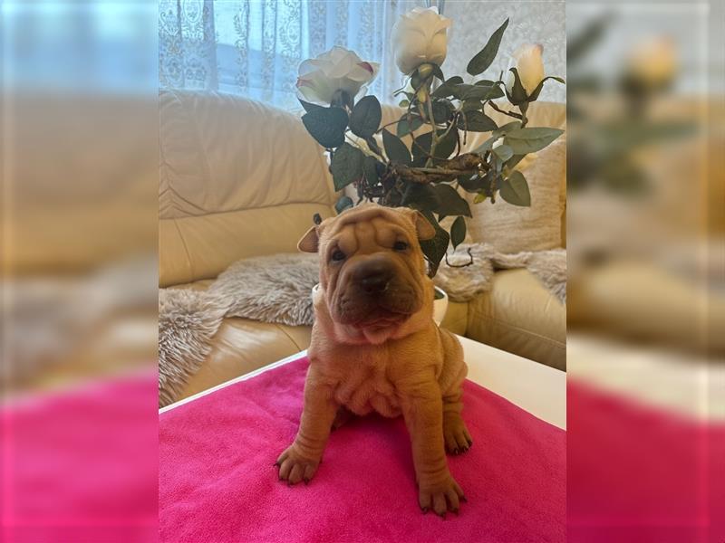 Shar Pei Welpen