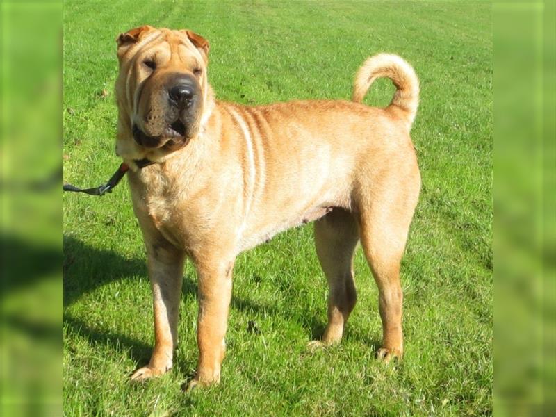 Shar Pei Hündin, darf bei uns einziehen