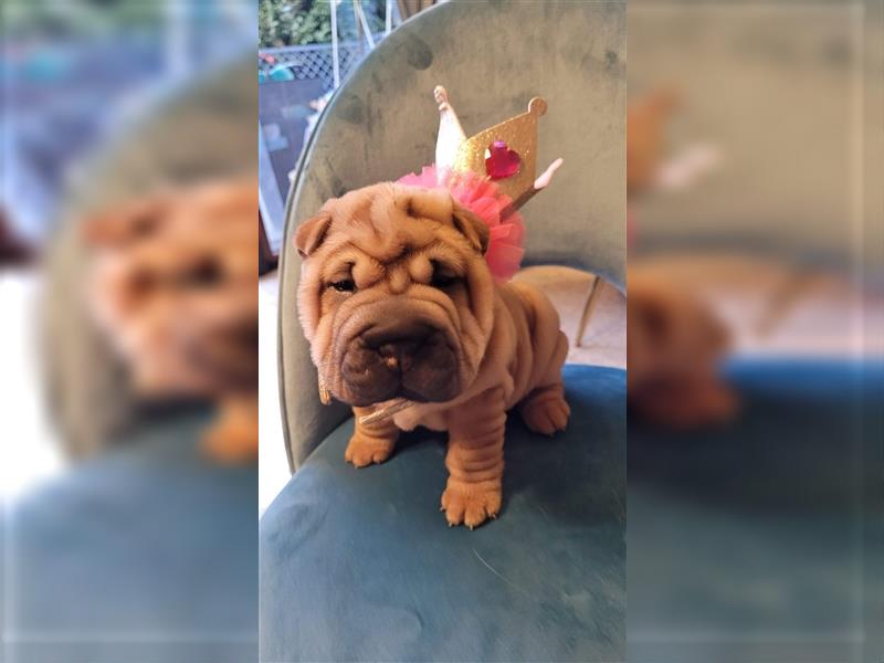 Shar pei (SHAR-PEI) FCI Welpen schwarz und rot