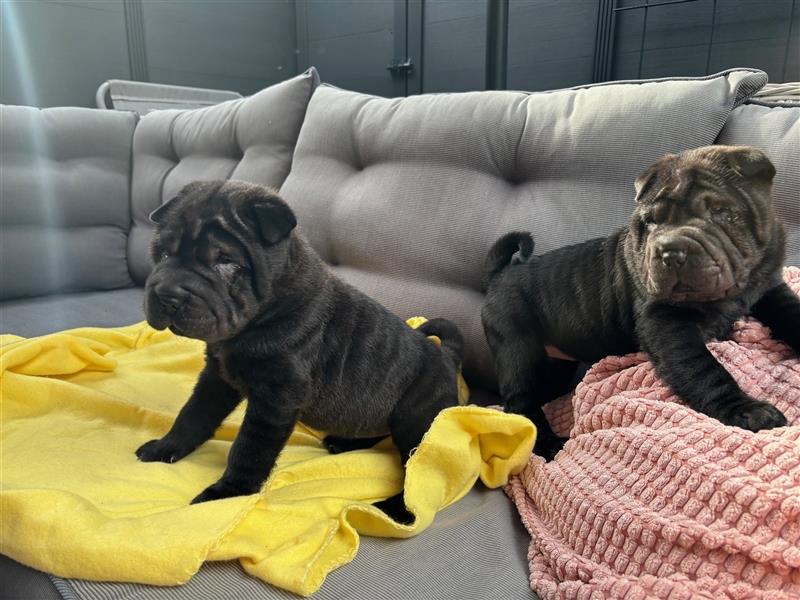 Shar pei (SHAR-PEI) FCI Welpen schwarz und rot