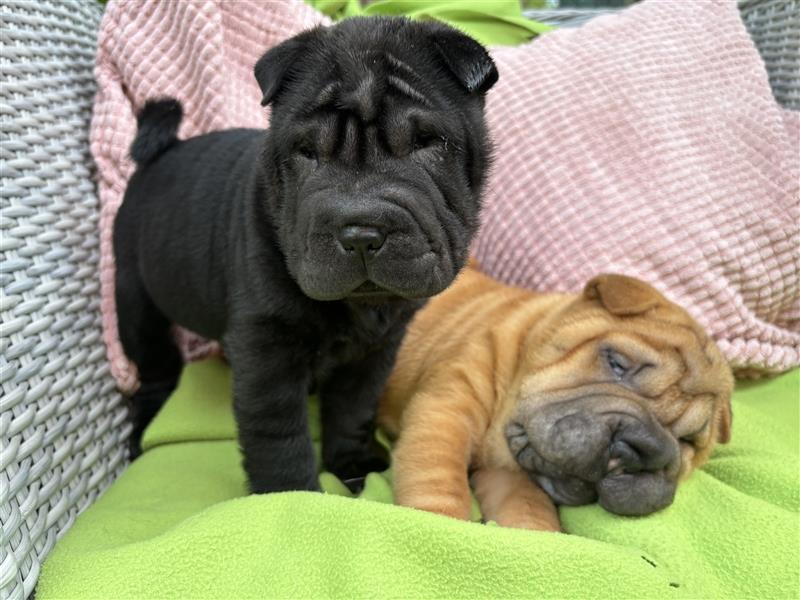 Shar pei (SHAR-PEI) FCI Welpen schwarz und rot