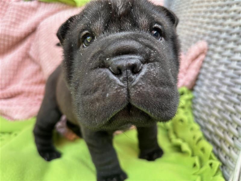 Shar pei (SHAR-PEI) FCI Welpen schwarz und rot