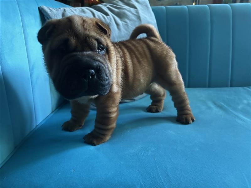 Shar pei (SHAR-PEI) FCI Welpen schwarz und rot