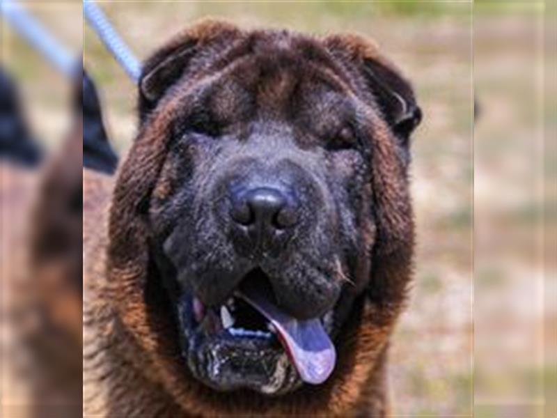 Arthur, Shar Pei , lieb und verträglich