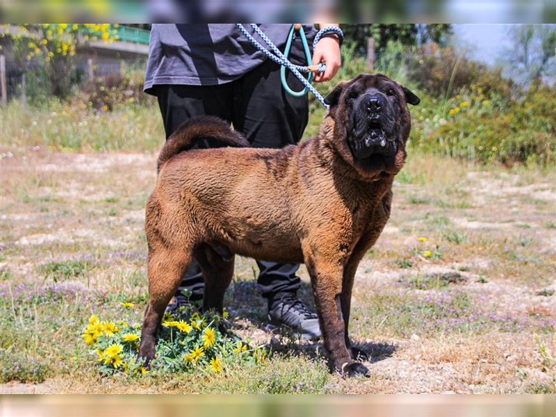 Arthur, Shar Pei , lieb und verträglich