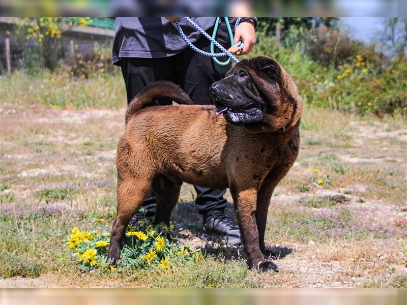 Arthur, Shar Pei , lieb und verträglich