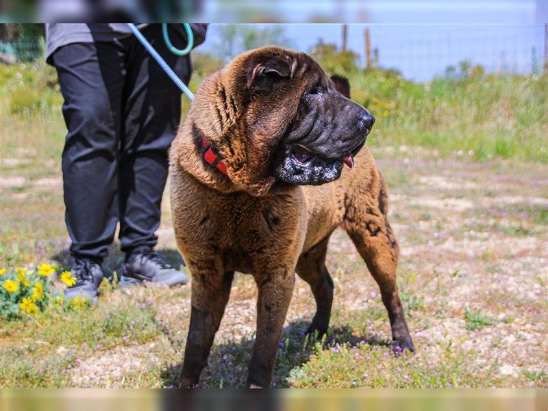 Arthur, Shar Pei , lieb und verträglich