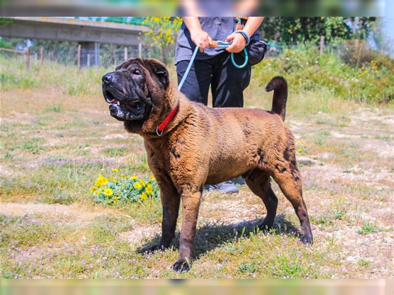 Arthur, Shar Pei , lieb und verträglich