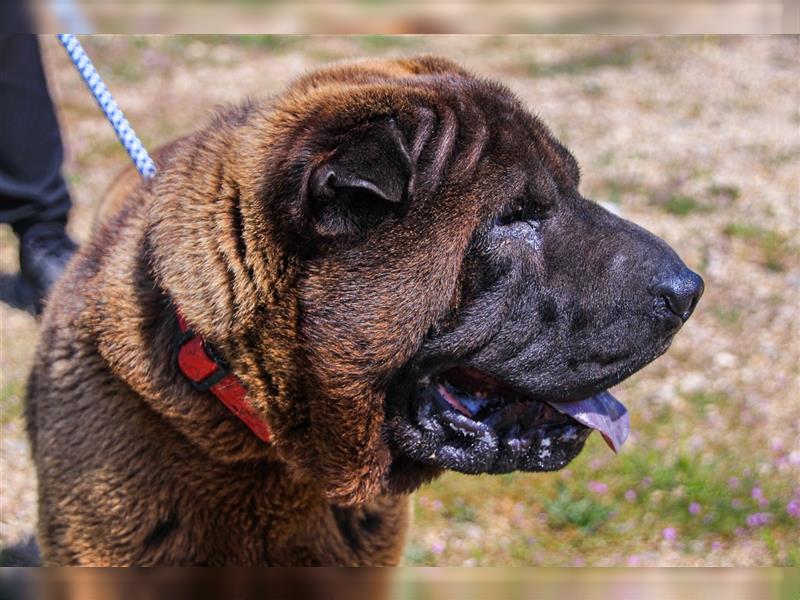 Arthur, Shar Pei , lieb und verträglich