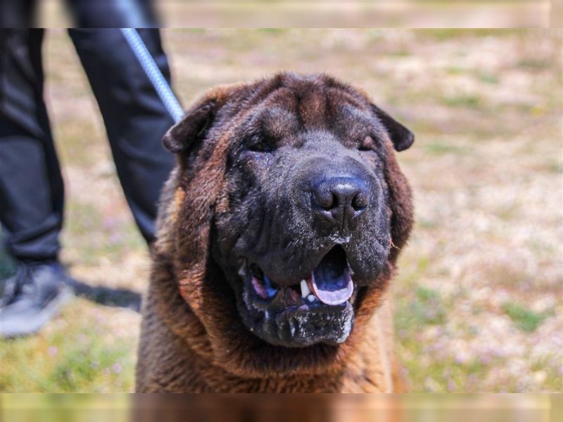 Arthur, Shar Pei , lieb und verträglich