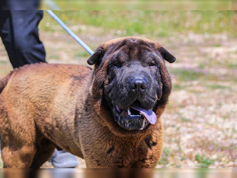 Arthur, Shar Pei , lieb und verträglich