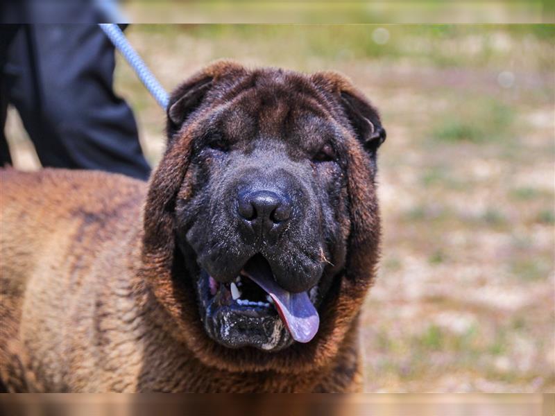 Arthur, Shar Pei , lieb und verträglich