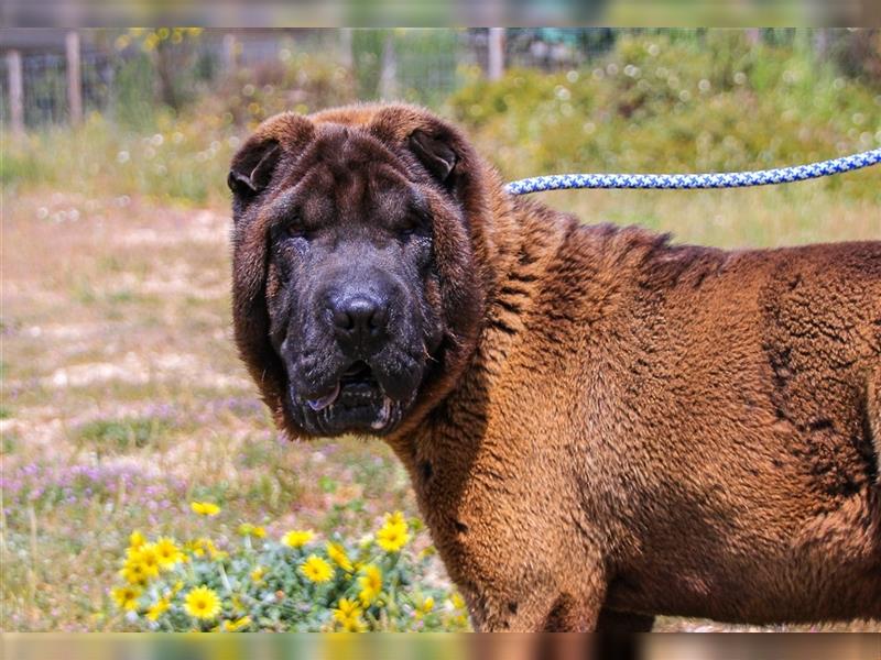 Arthur, Shar Pei , lieb und verträglich