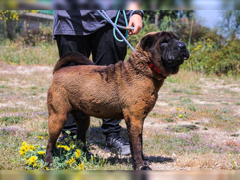 Arthur, Shar Pei , lieb und verträglich