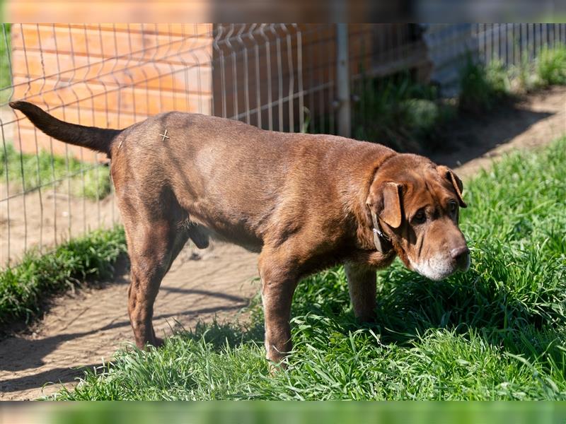 Nugat- nur für erfahrene Hundehalter, sucht Gnadenbrotplatz