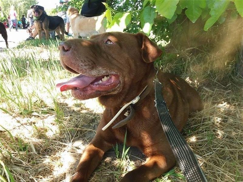 Nugat- nur für erfahrene Hundehalter, sucht Gnadenbrotplatz