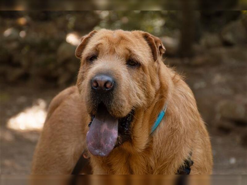 Gingie (Spanien) - kuscheliger Shar Pai Mix bereit für Abenteuer