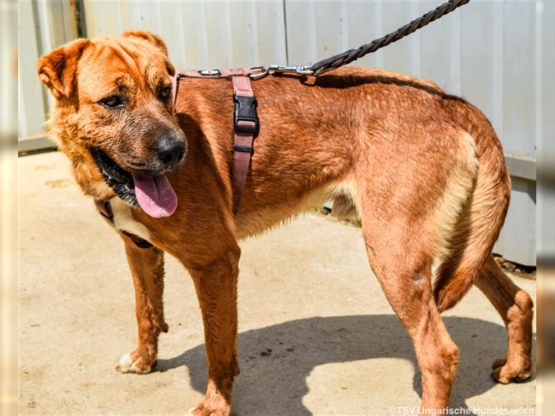 Anubis  - geselliger Shar Pei Mischlingsrüde sucht seine Familie