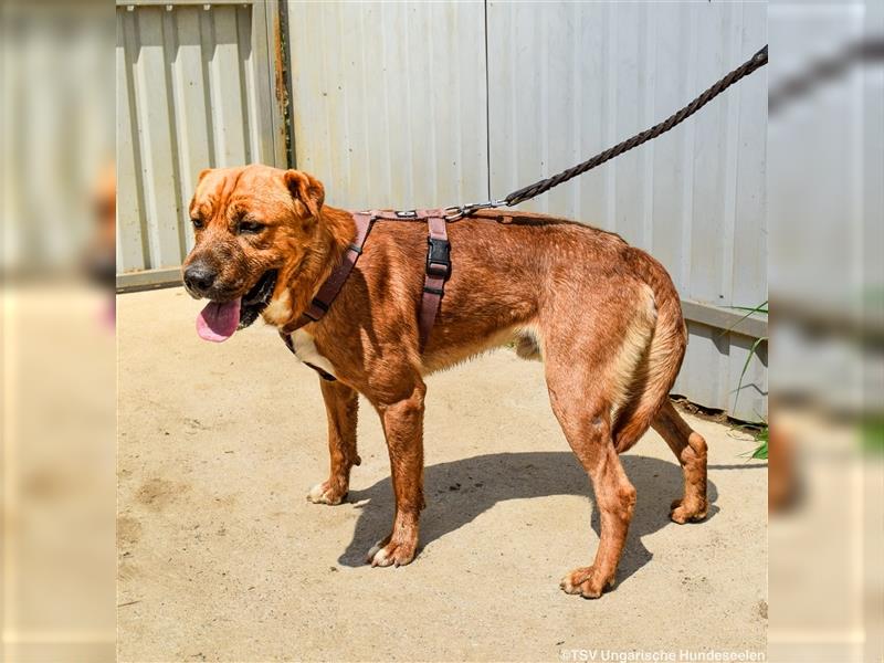 Anubis  - geselliger Shar Pei Mischlingsrüde sucht seine Familie