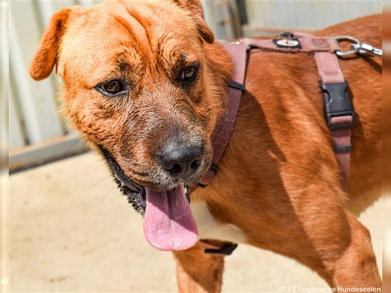 Anubis  - geselliger Shar Pei Mischlingsrüde sucht seine Familie