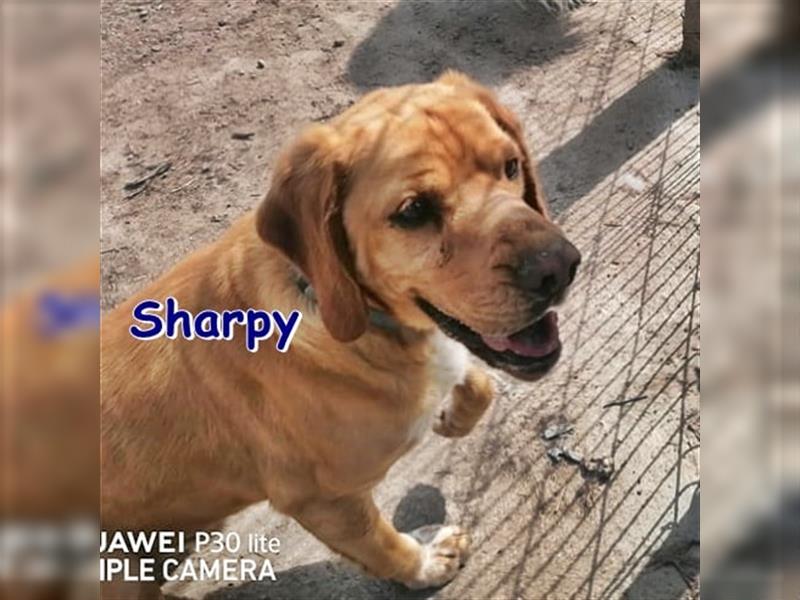 SHARPY - sucht ein Zuhause