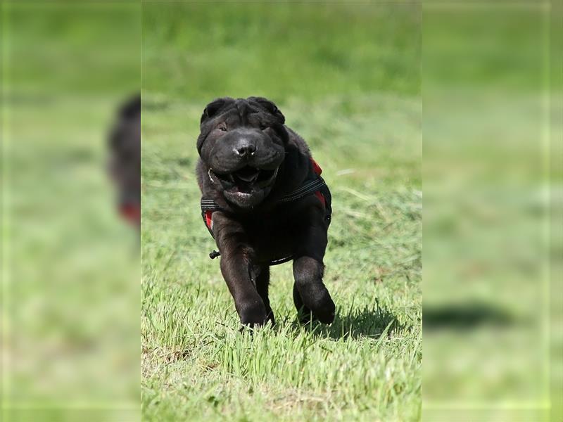 Viktor, ein großer Schatz mit kleinem Dickkopf