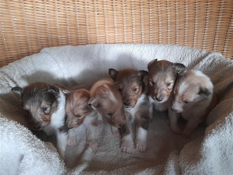 Sheltie Welpen in verschieden Farben, Rüde+Hündin