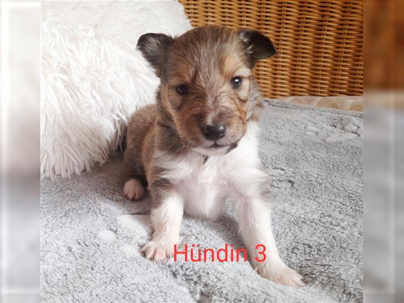 Sheltie Welpen in verschieden Farben, Rüde+Hündin