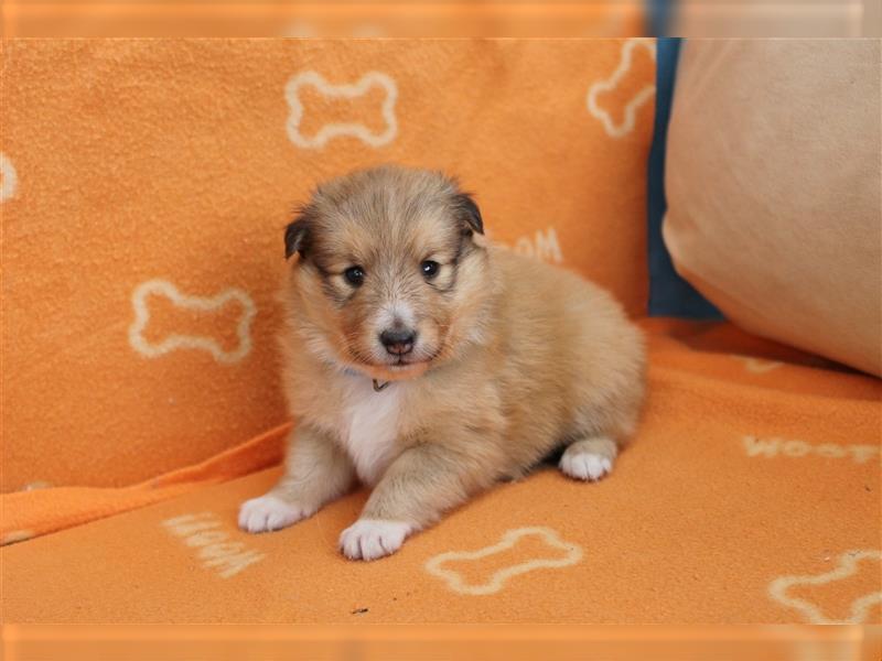 Sheltie Welpen aus TOP Verpaarung mit ausgezeichneten Gesundheitswerten