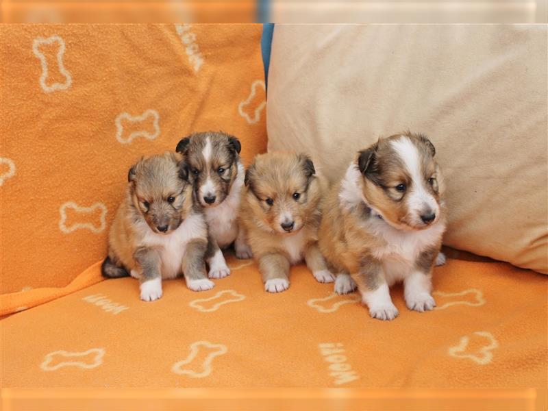 Sheltie Welpen aus TOP Verpaarung mit ausgezeichneten Gesundheitswerten