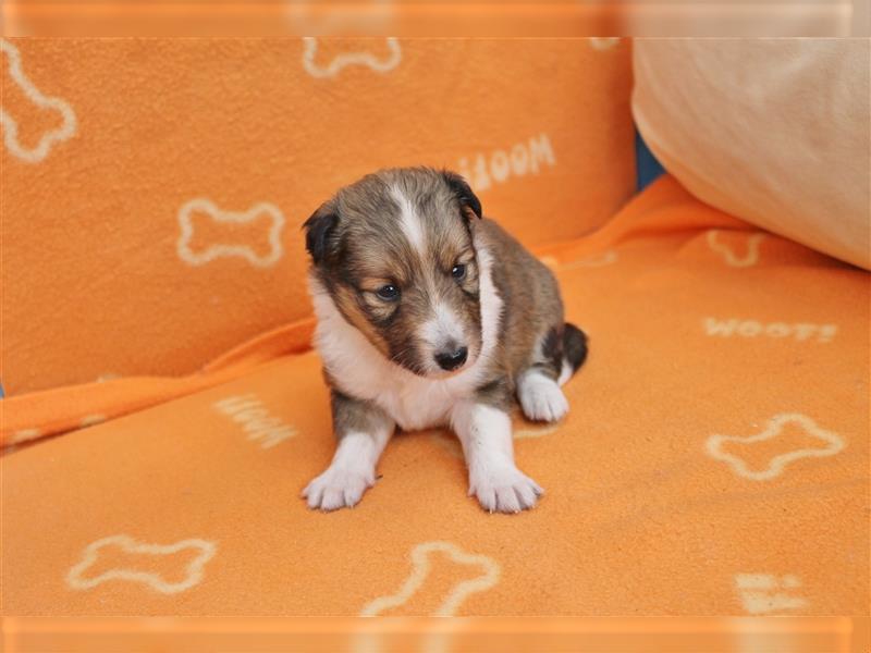 Sheltie Welpen aus TOP Verpaarung mit ausgezeichneten Gesundheitswerten