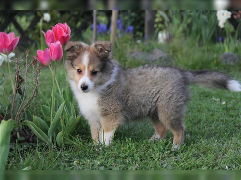 VDH Shelties / Sheltierüde sucht sein zu Hause