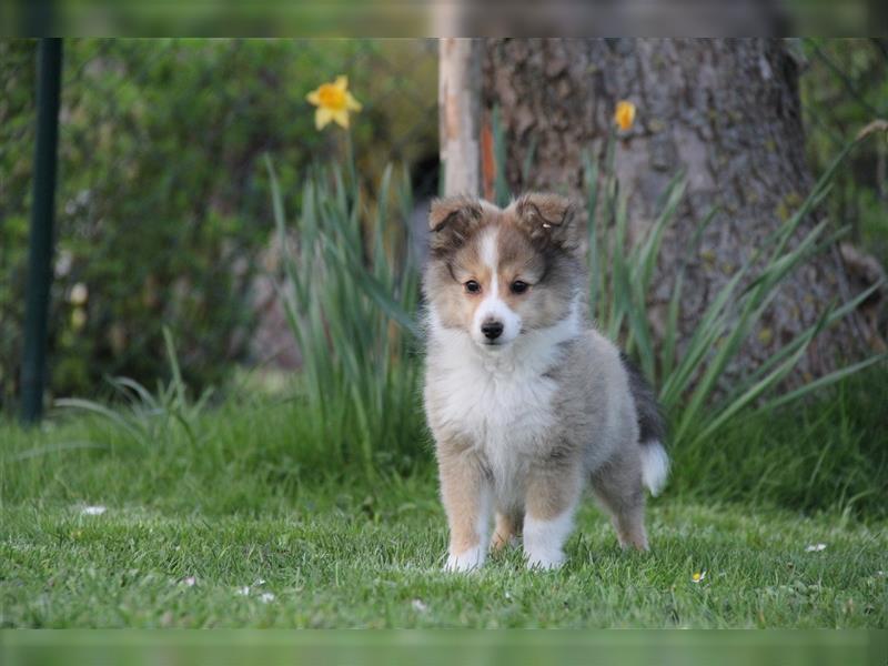 VDH Shelties / Sheltierüde sucht sein zu Hause