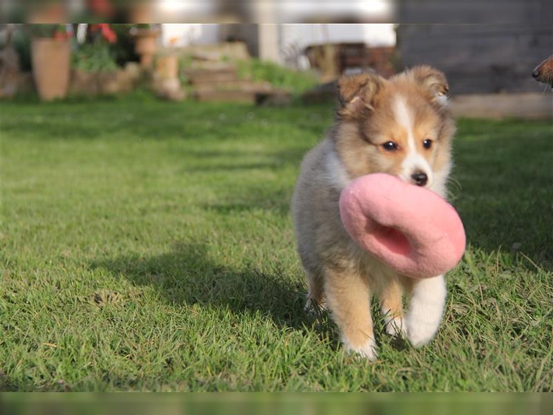 VDH Shelties / Sheltierüde sucht sein zu Hause