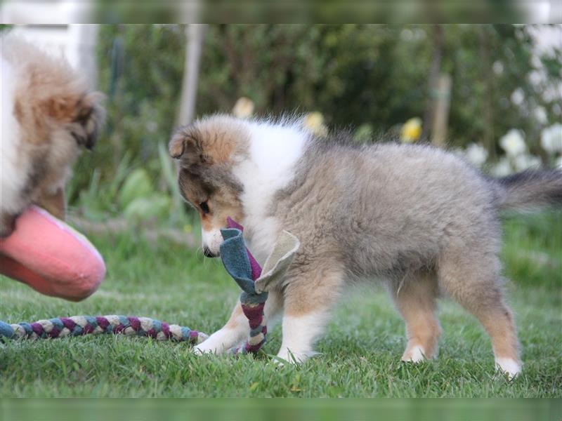 VDH Shelties / Sheltierüde sucht sein zu Hause