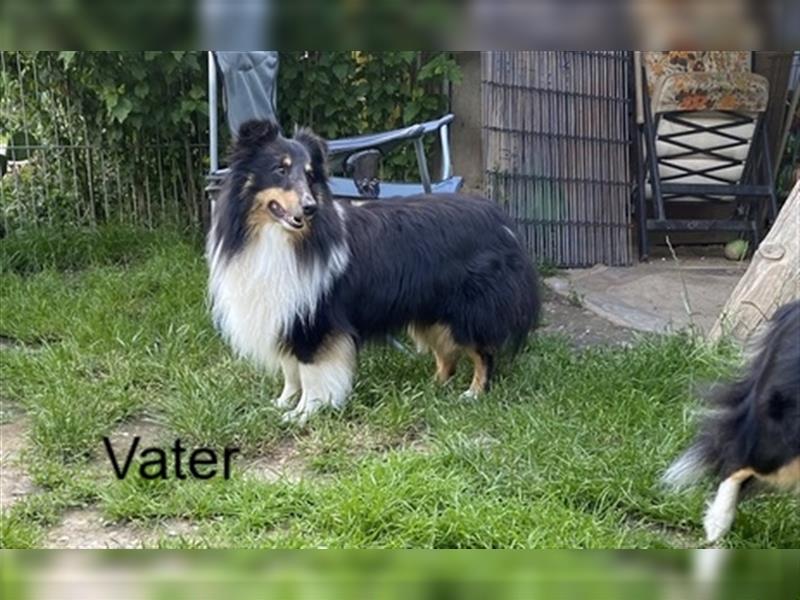 Sheltie-Welpen suchen Zuhause