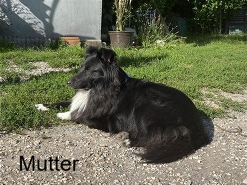 Sheltie-Welpen suchen Zuhause