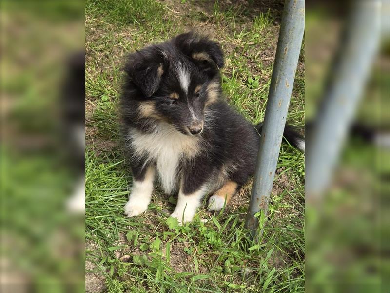 Sheltie  hündin