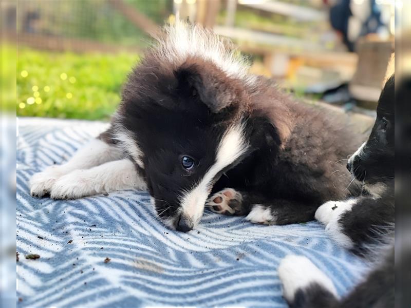 Sheltie 's wahre Seelenhunde 