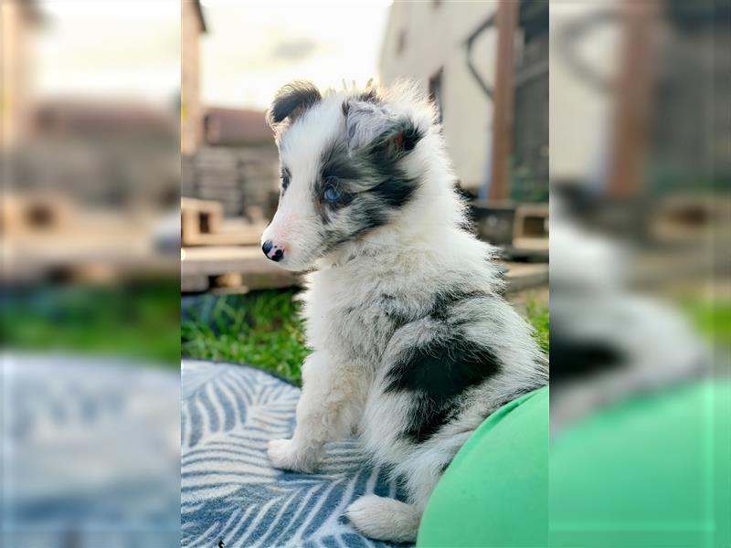 Sheltie 's wahre Seelenhunde 