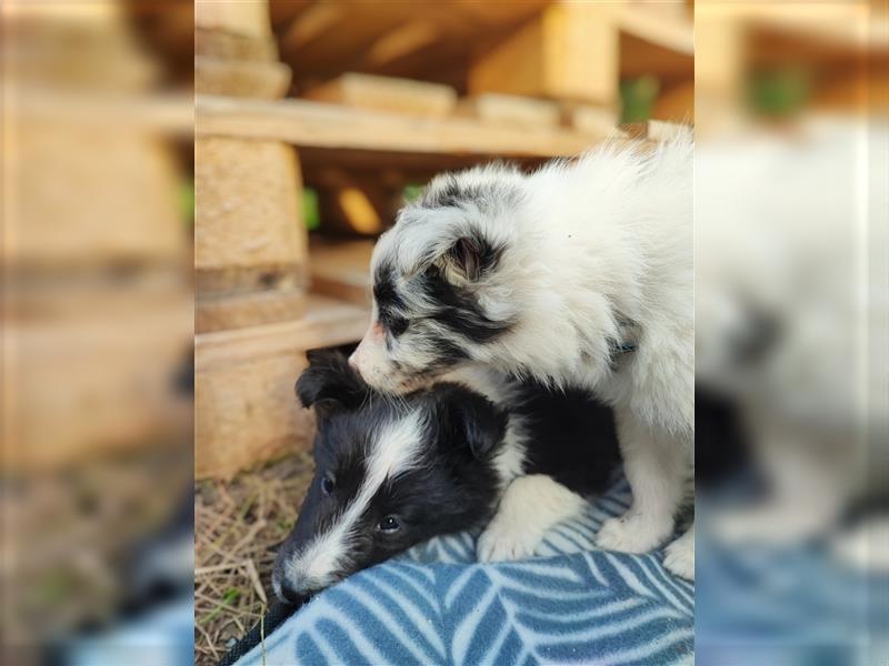 Sheltie 's wahre Seelenhunde 