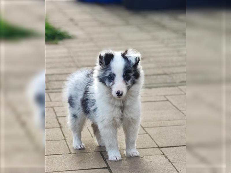 Sheltie 's wahre Seelenhunde 