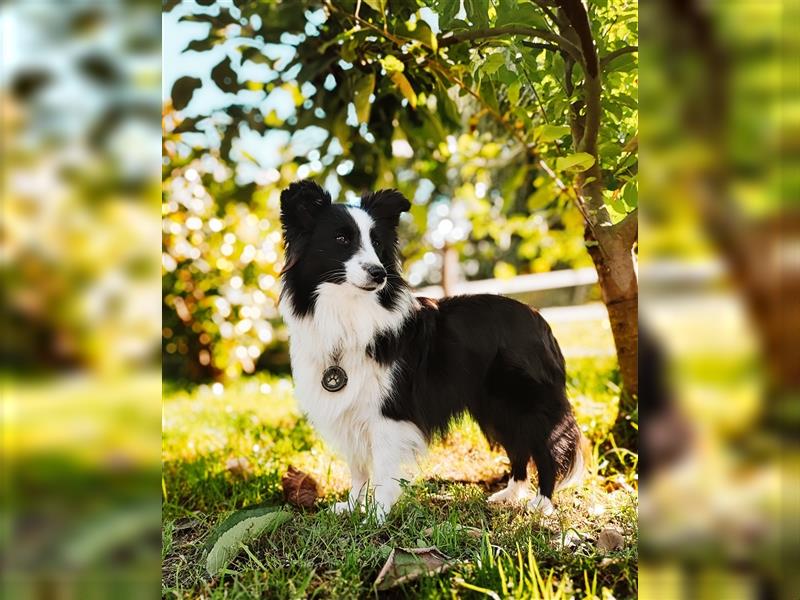 Sheltie 's wahre Seelenhunde 