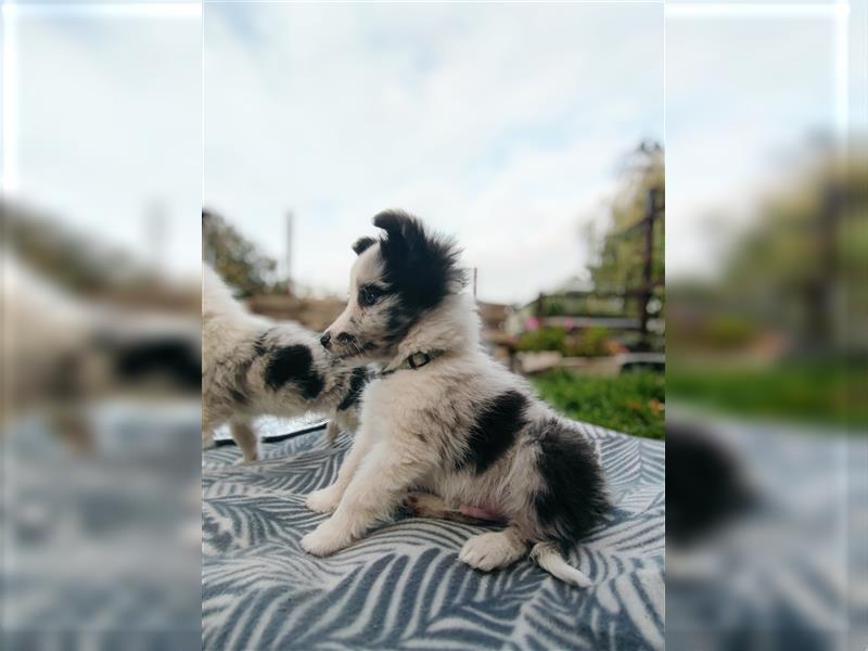 Sheltie 's wahre Seelenhunde 