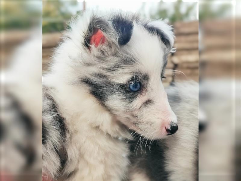 Sheltie 's wahre Seelenhunde 