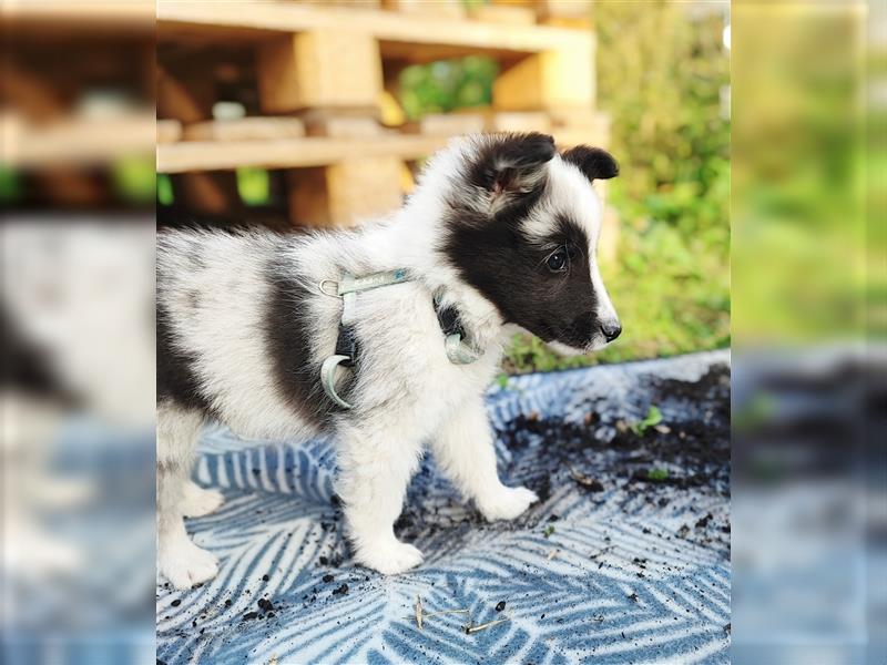 Sheltie 's wahre Seelenhunde 