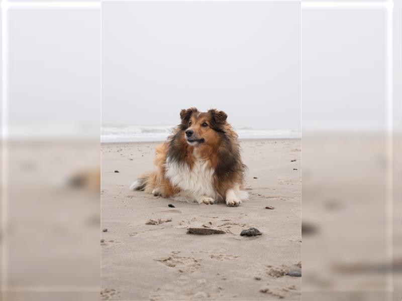 Sheltie Welpen